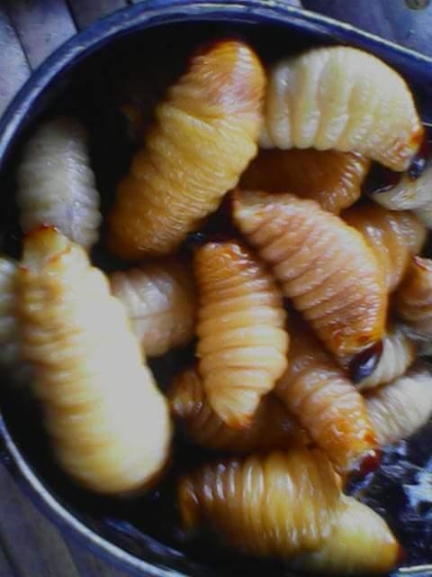 Mănú