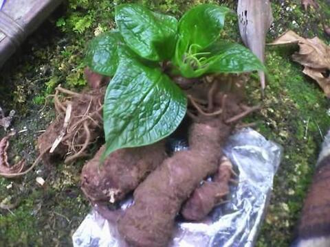 Gulè (Sáji)